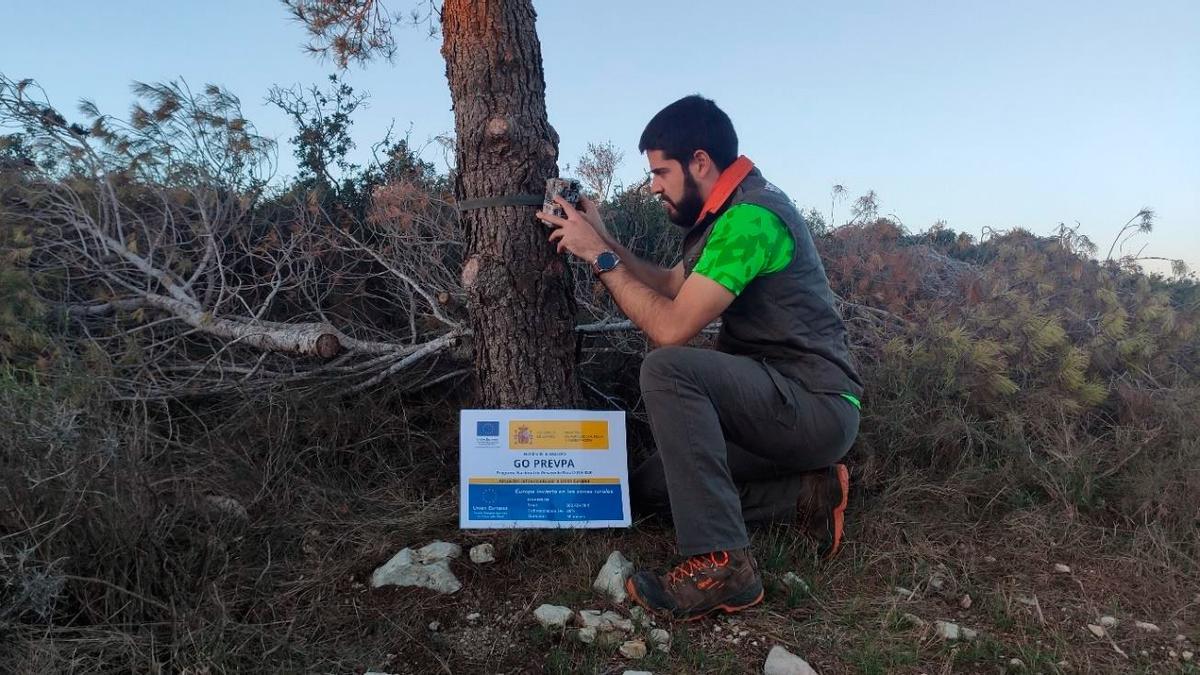 Instalación de cámaras para controlar a los jabalíes