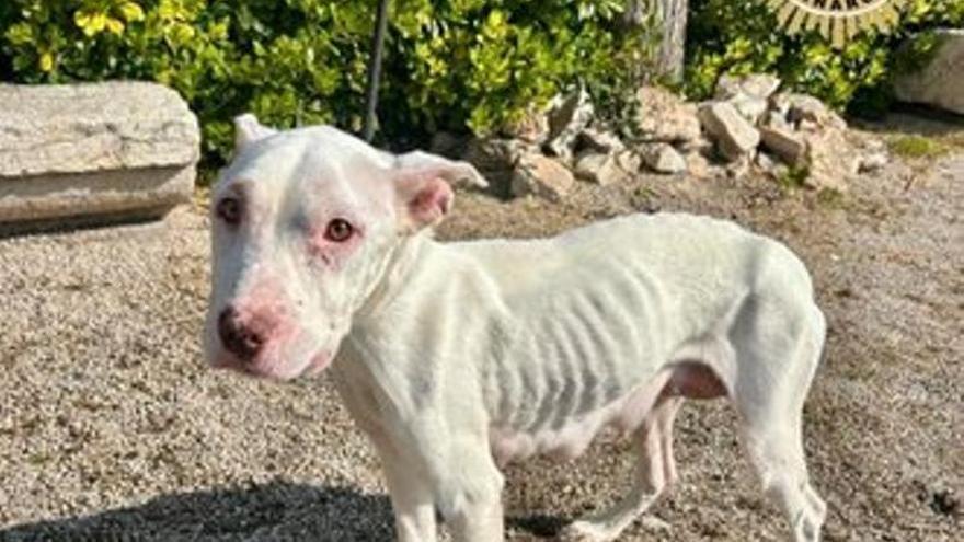 Rescatan cinco perros desnutridos en estado de abandono en Vinaròs