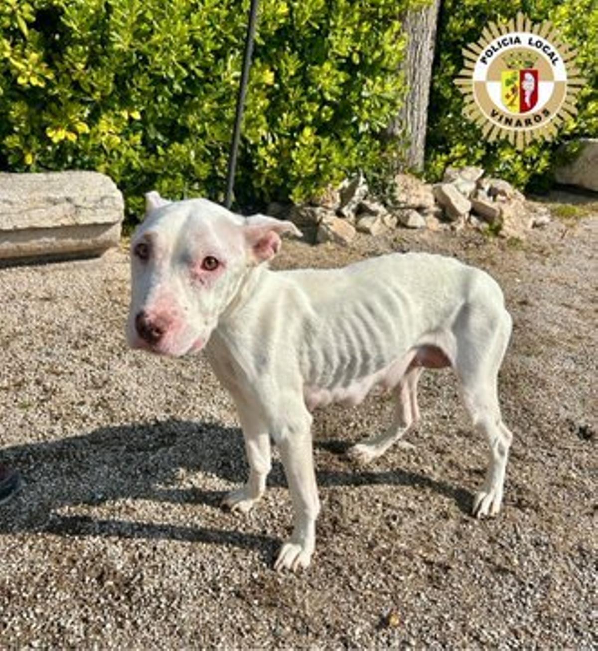 Uno de los perros rescatados en Vinaròs.