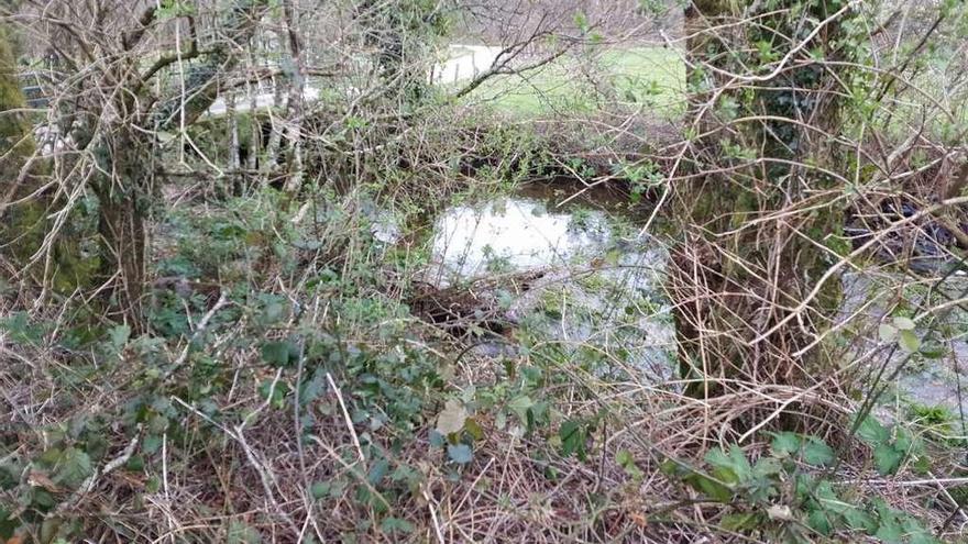 Un tramo fluvial del Umia, a su paso por A Umia, lleno de maleza en sus márgenes. // Bernabé / Adrián Rei