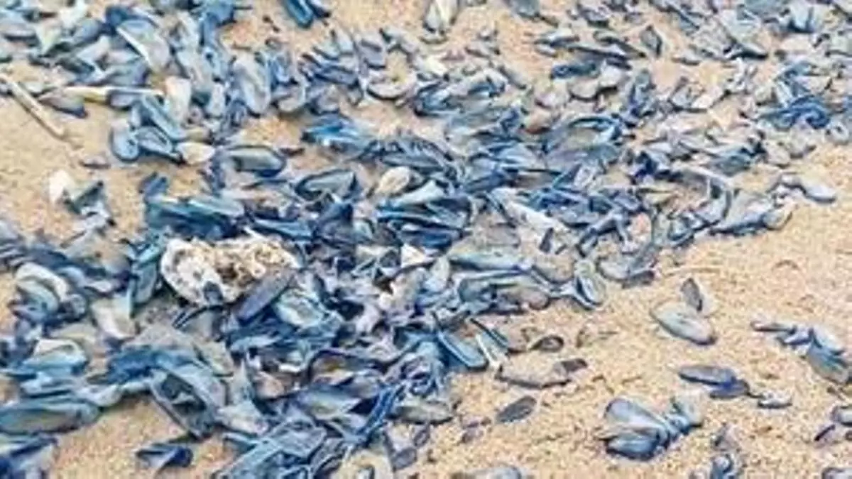 Vídeo | Un manto azul de velellas desembarca en las playas de Gavà