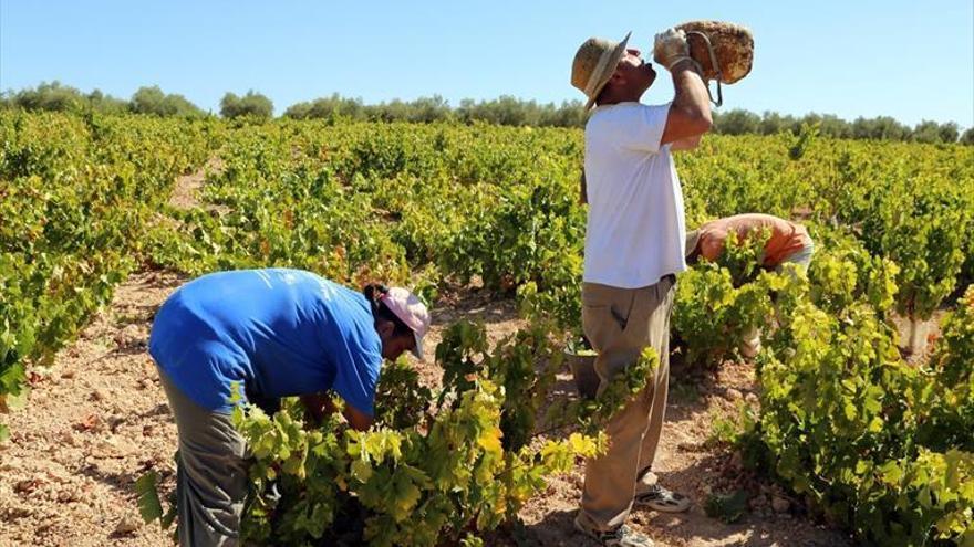 Extremadura y Cataluña ensayan técnica para retrasar la maduración de la uva