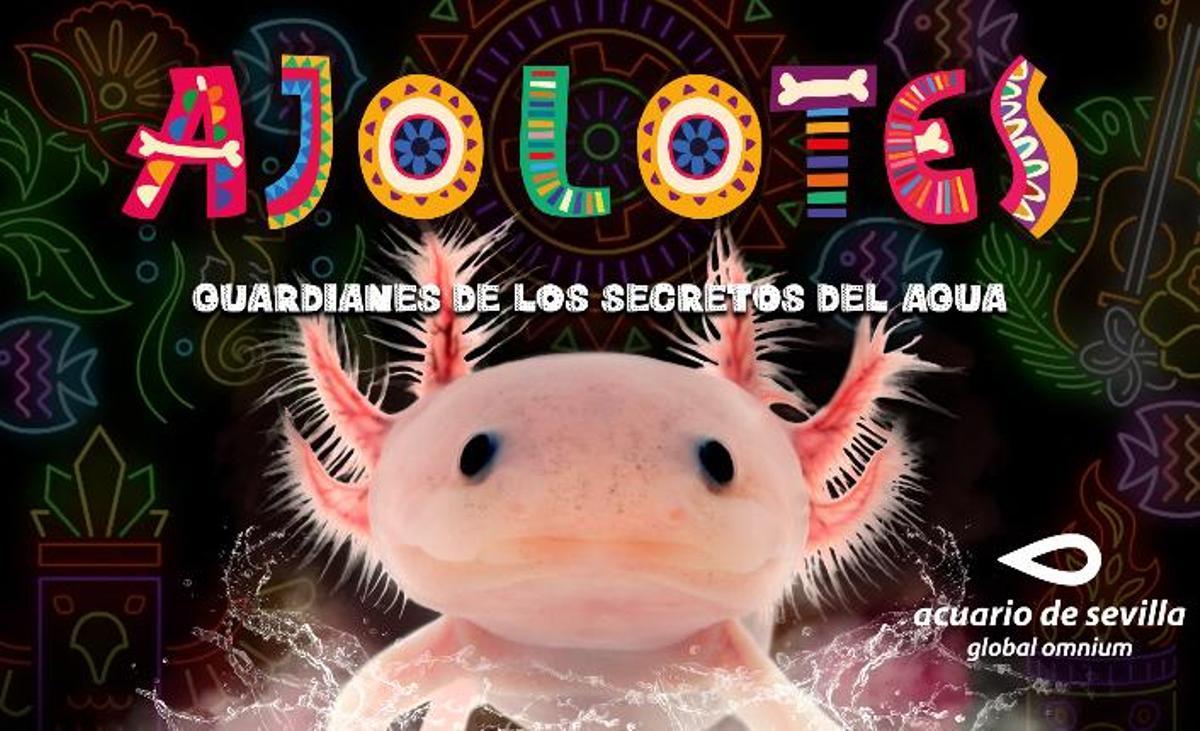 Alojotes y Saltarines del Fango, nuevas especies en el Acuario de Sevilla