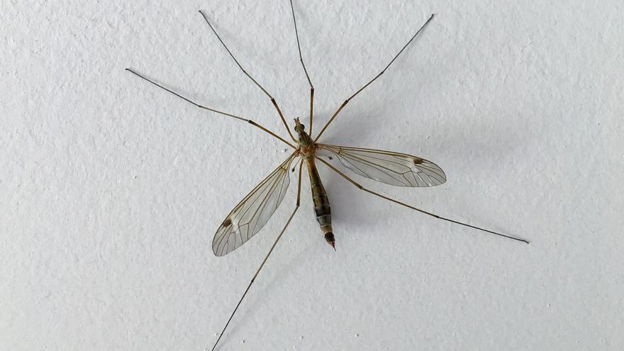 El mosquito que no debes matar bajo ningún concepto si lo ves en casa o en el jardín