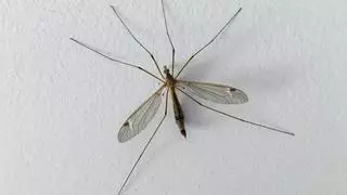 El mosquito que no debes matar bajo ningún concepto si lo ves en casa o en el jardín