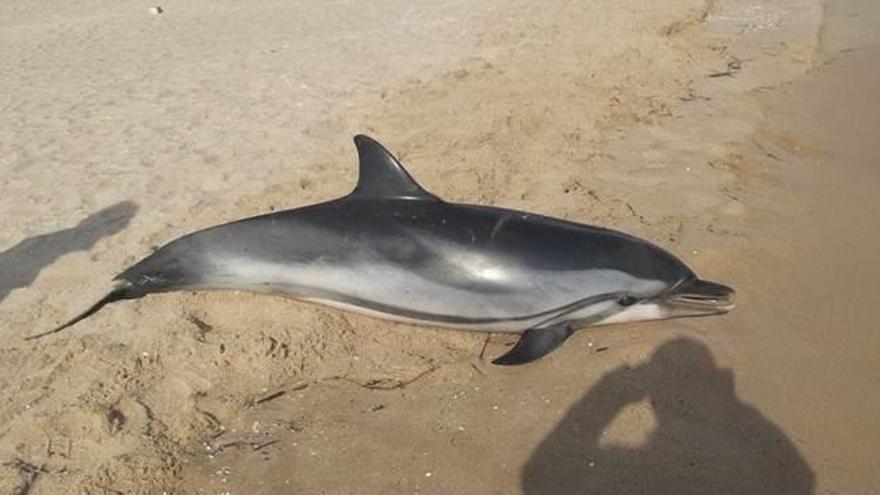 Aparece un delfín muerto en el Perelló