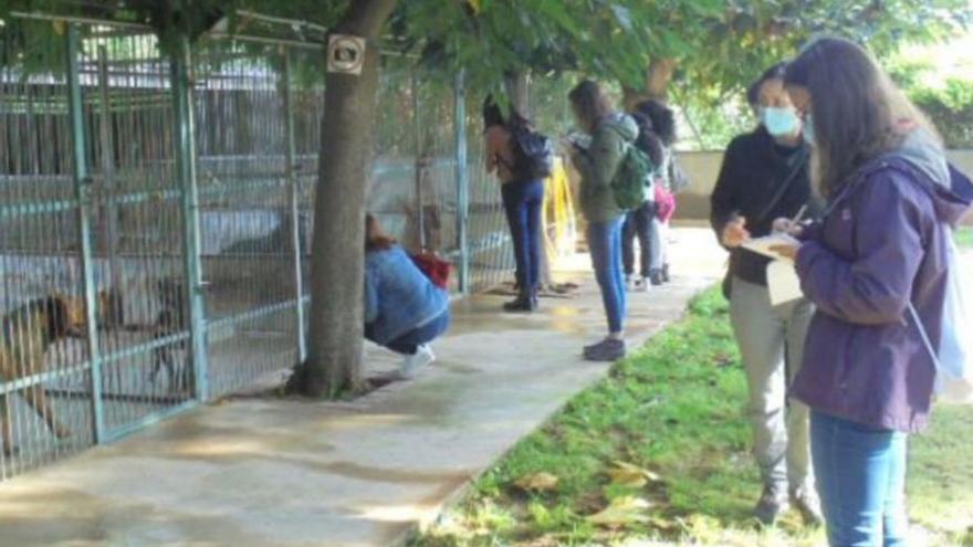 La Protectora de Figueres es defensa i recorda que ha passat totes les inspeccions