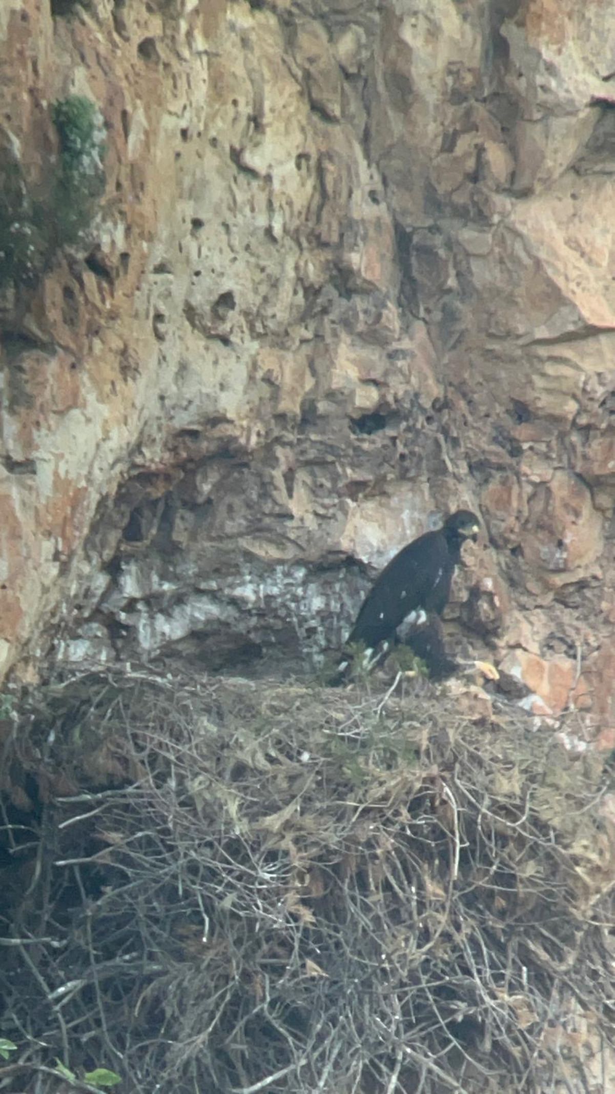 Águila real en la sierra de Enguera.