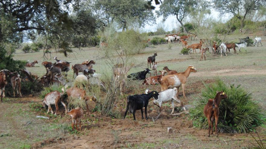 La Junta abre el plazo para la solicitud de ayudas para el fomento de razas autóctonas ganaderas