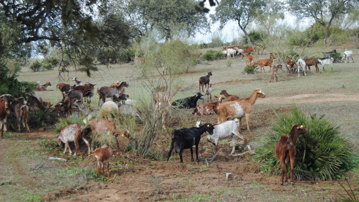 Actividad pastoril en Andalucía.