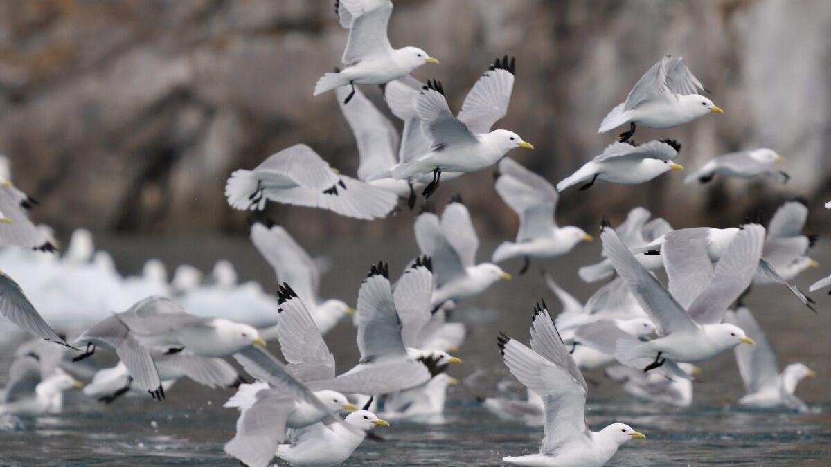 La desaparición del hielo en el Ártico amenaza las poblaciones de aves marinas