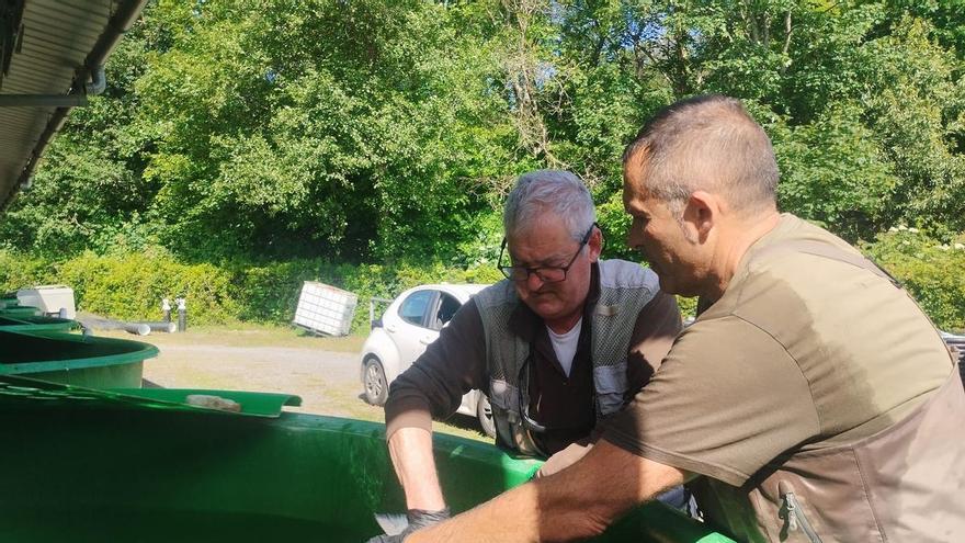 La extracción y traslado en vivo del campanu del Narcea, en imágenes