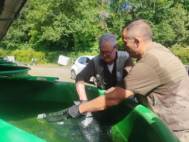 La extracción y traslado en vivo del campanu del Narcea, en imágenes