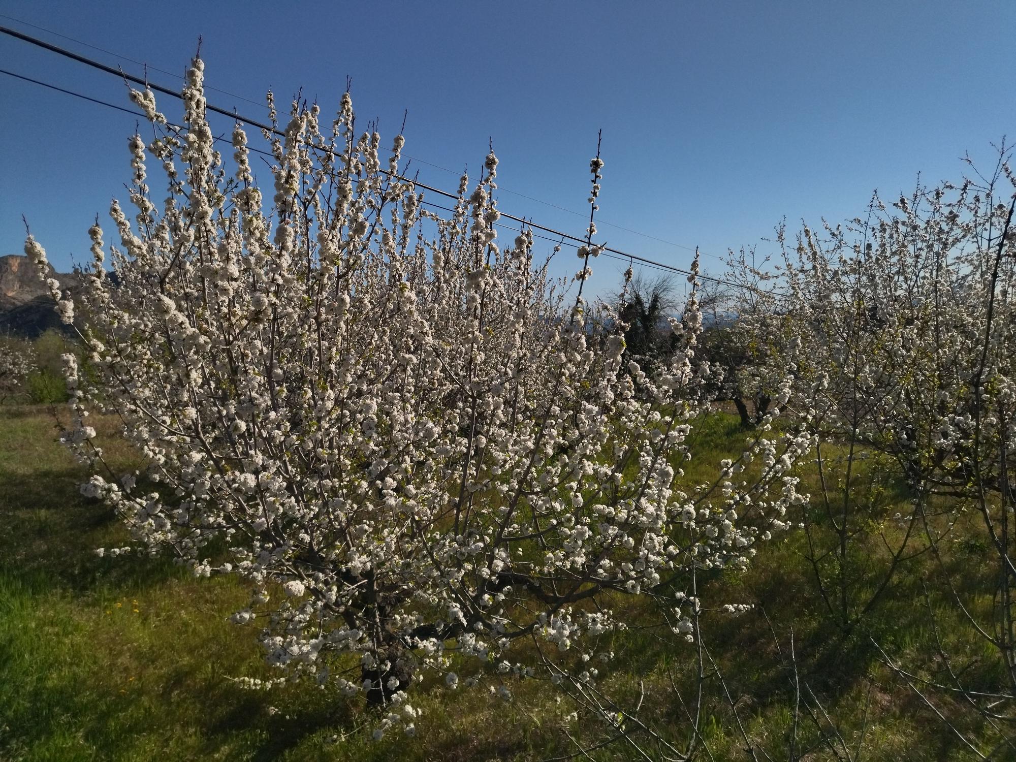 El "Hanami" valenciano: ya florecen los cerezos en la Vall de Laguar