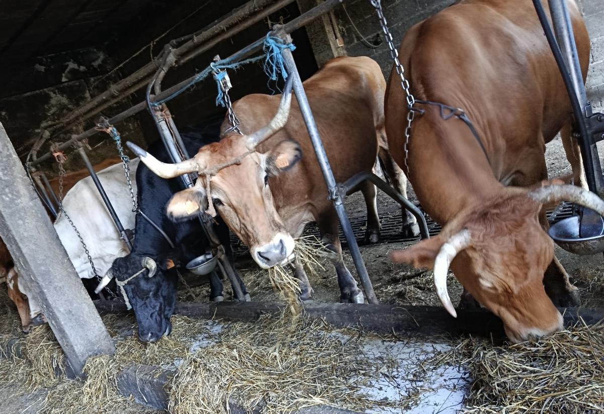 Vacas en un establo