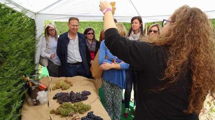Visitantes aprenden a distinguir distintos tipos de uva.