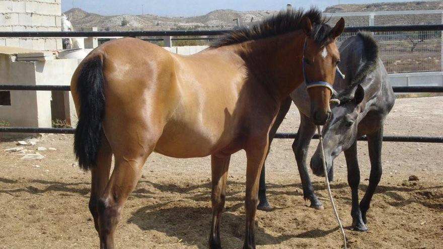 Caballos intervenidos a la red tras la operación en el año 2009.