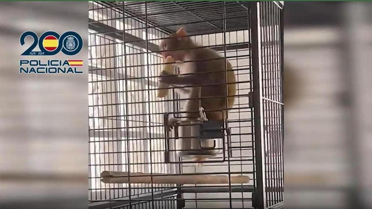 El mono Tití liberado