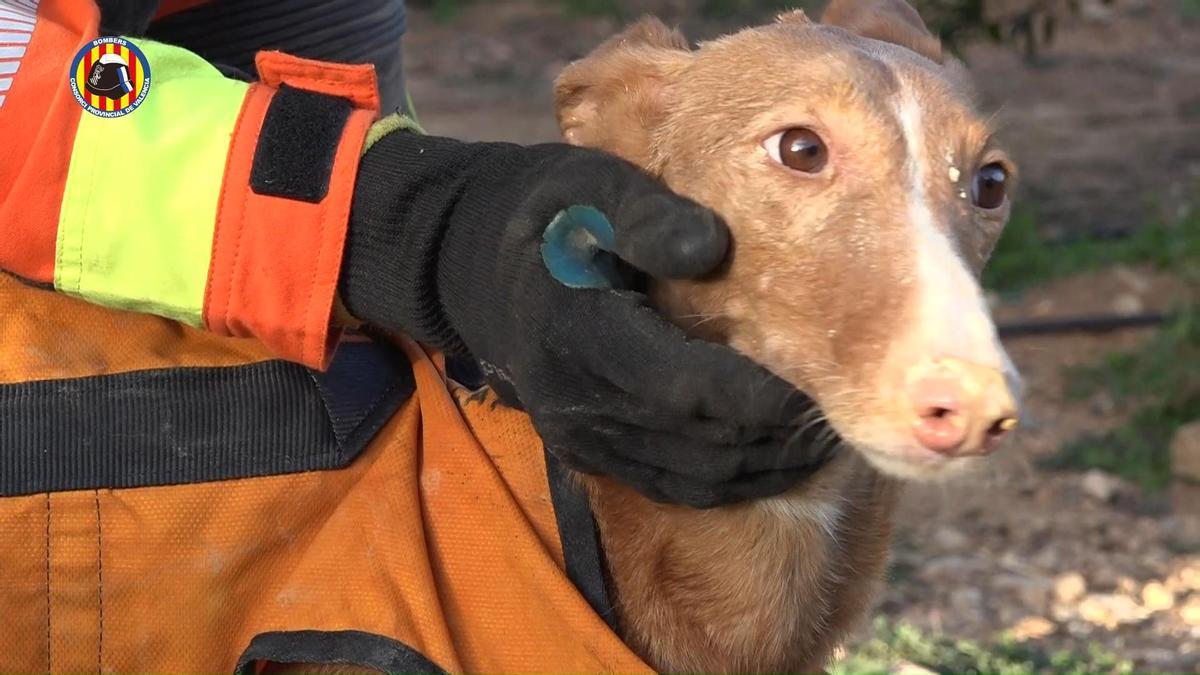 Los bomberos rescatan a un perro de un pozo en Picassent