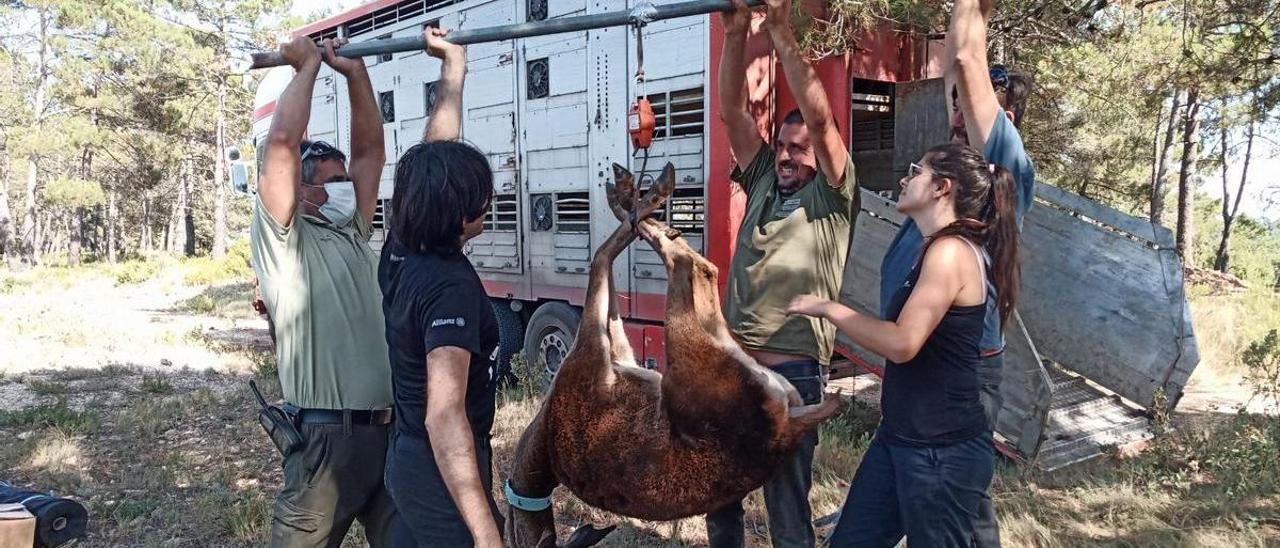 Los veterinarios aconsejan hacer pruebas serológicas a todos los ungulados, tanto los salvajes como los domésticos.