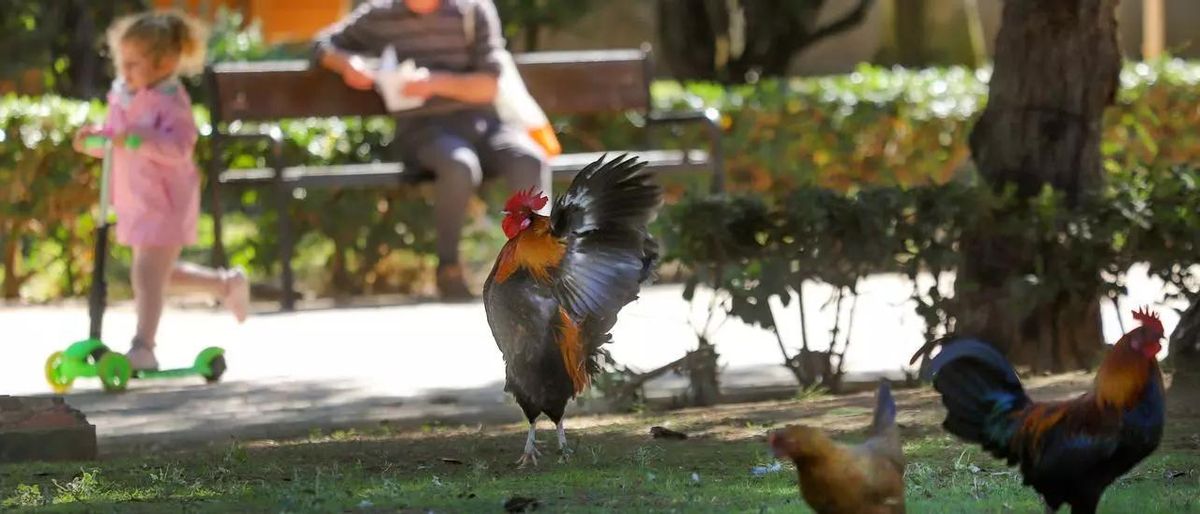 La población de gallinas y gallos en mejores condiciones se encuentra en el Parque de las Naciones