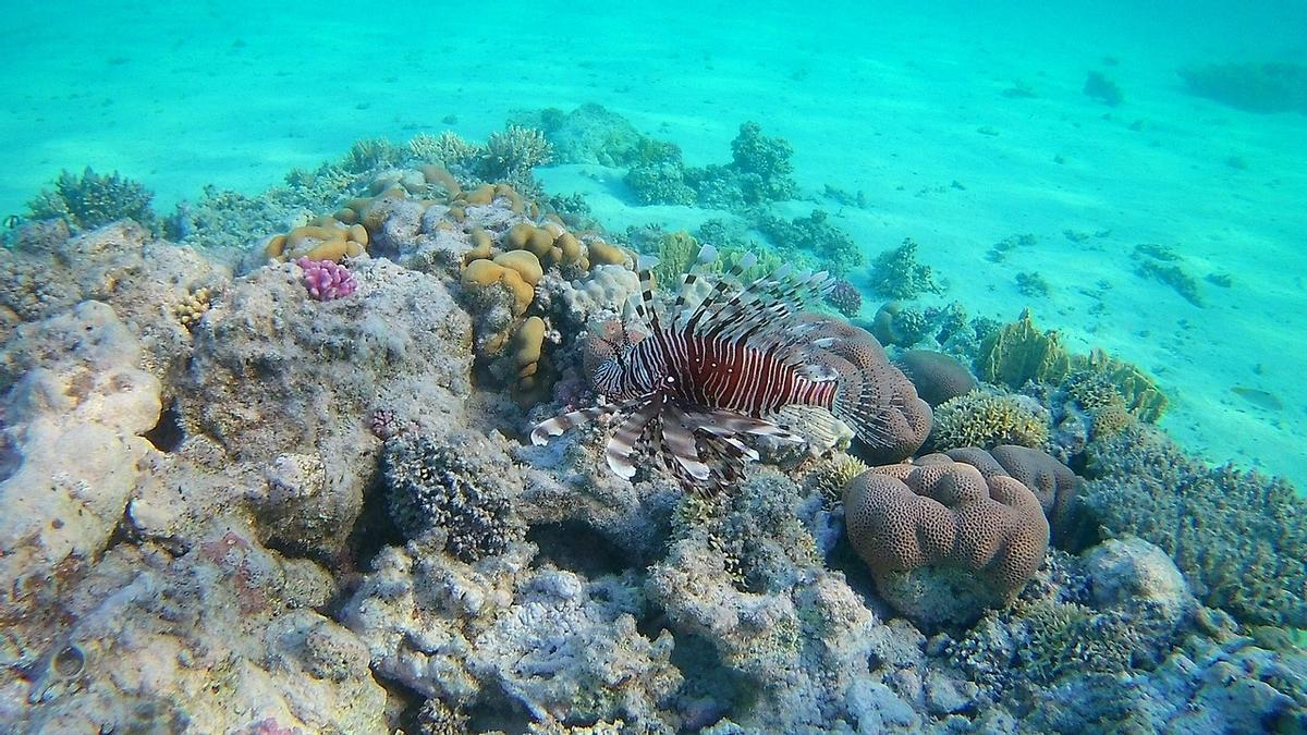 Arrecife de coral en Egipto.