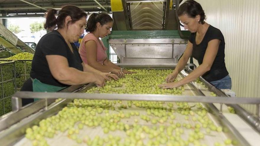 La elaboración de estas aceitunas mantiene un proceso casi artesanal.