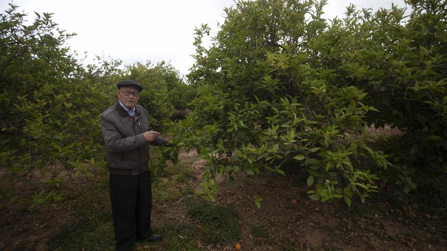 Roban 10.000 kilos de naranja  en un huerto de la reserva