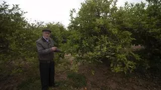 Roban 10.000 kilos de naranjas en un huerto de la reserva en Parc Sagunt II