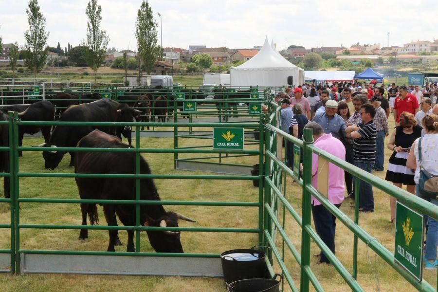 Feria de la Raza Sayaguesa en Bermillo