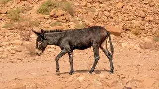 En 1982 reintrodujeron 28 asnos salvajes en el desierto: 40 años después han transformado el ecosistema de forma natural