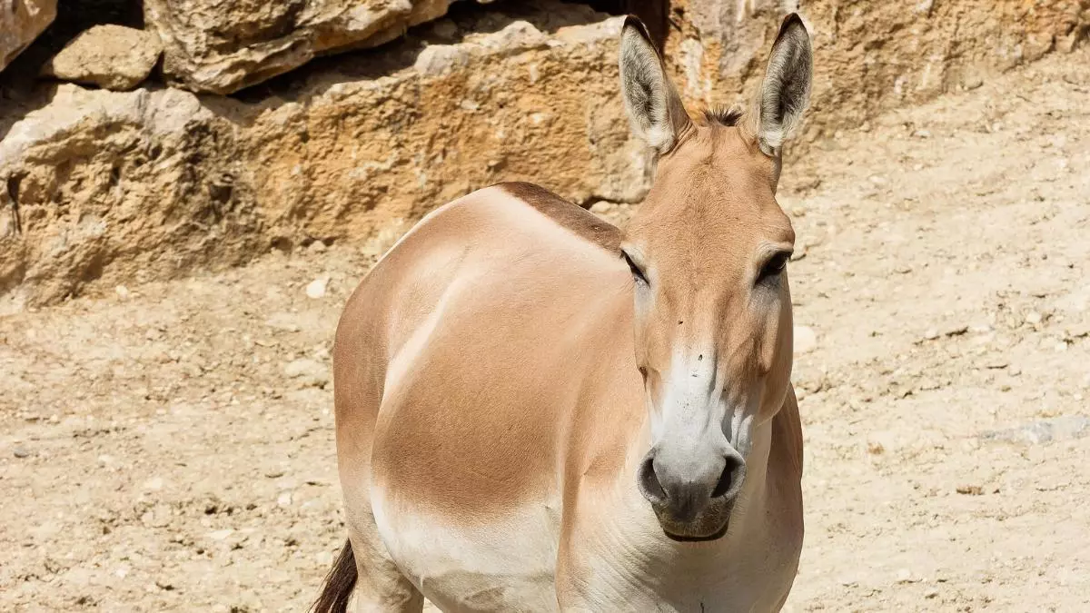 En 1982 reintrodujeron 28 asnos salvajes en el desierto: 40 años después han transformado el ecosistema de forma natural