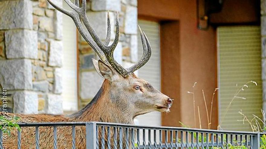 El cérvol atrapat al balcó del centre de Llívia abans de tornar al bosc