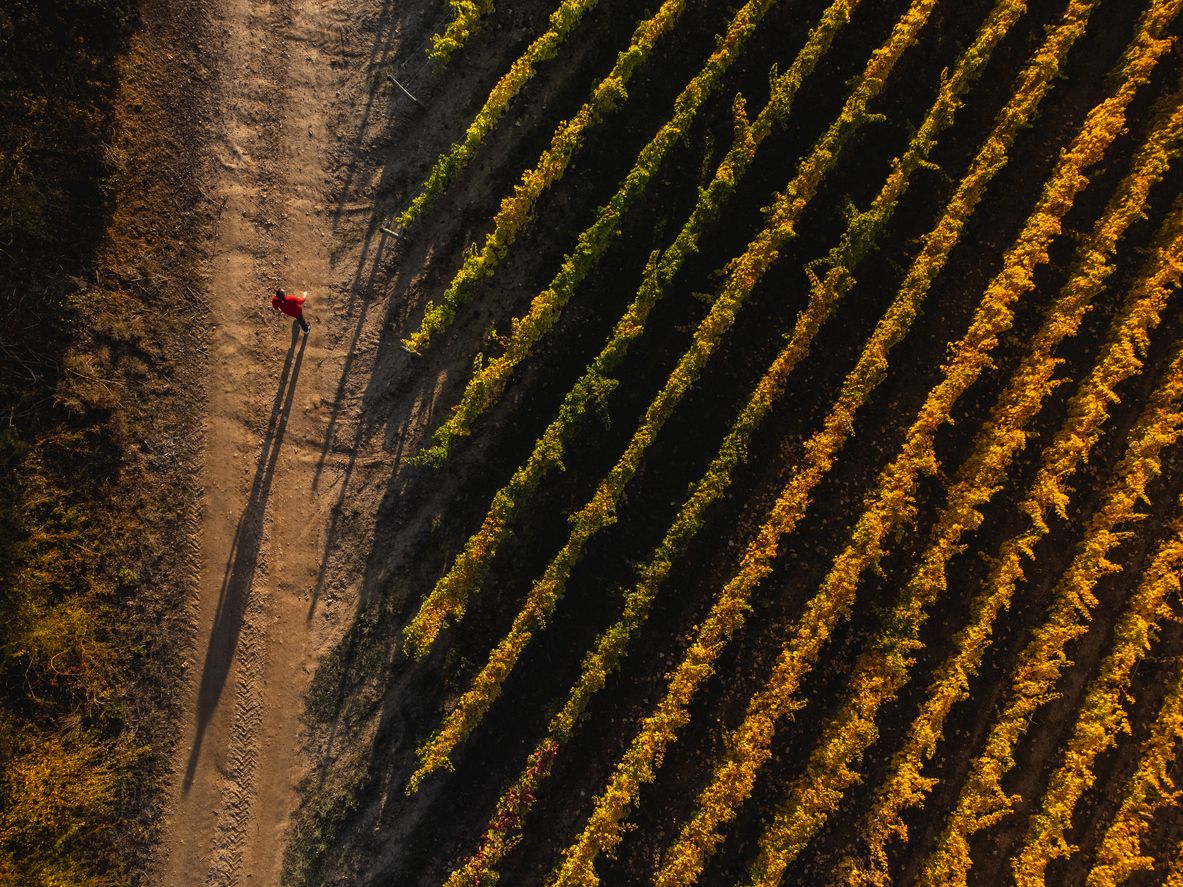 Dependiendo de las condiciones en las que se cultiva la viña, la uva tiene un gusto distinto
