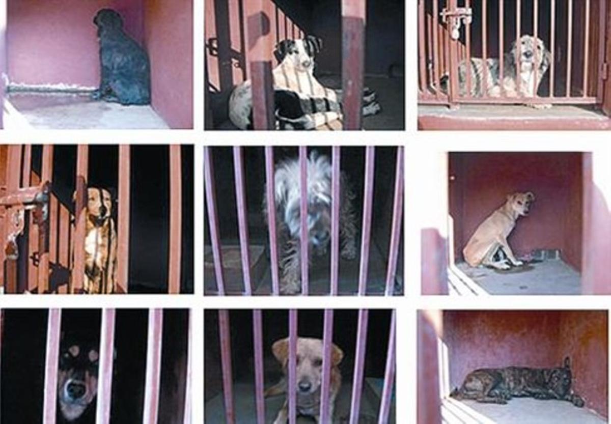 Gossos engabiats 8 Alguns gossos que vivien en coves i esvorancs.