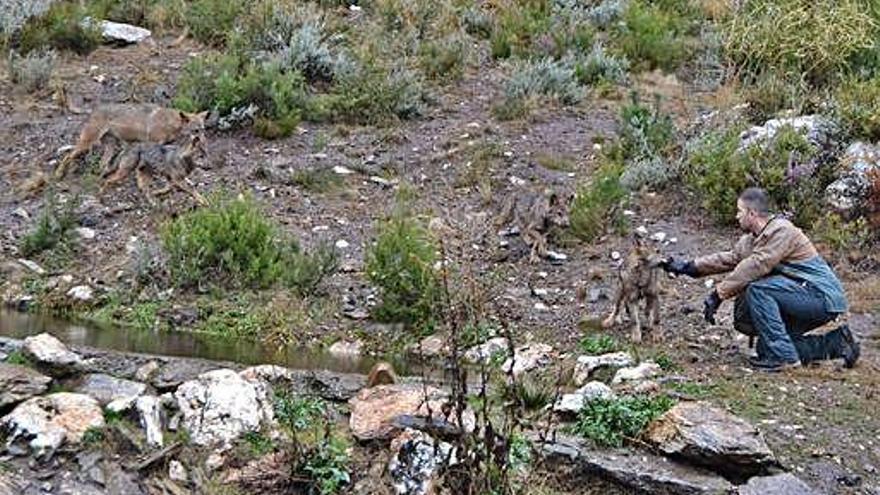 Los cuatro cachorros y dos lobos adultos acuden a disfrutar la comida que ofrece el cuidador.