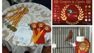 Un vecino de la Llosa de Ranes triunfa con sus canarios en el campeonato de España de Ornitología
