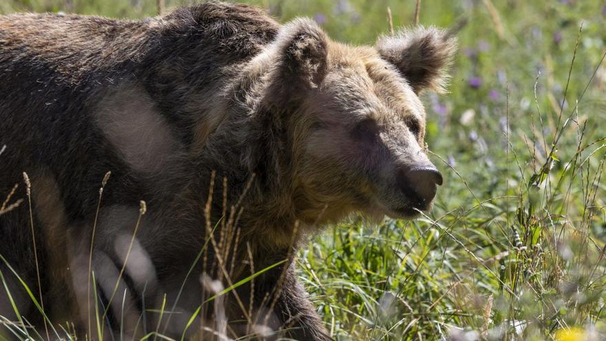 Muere la osa "Paca" siete años después de su hermana "Tola": hubo que sacrificarla para "evitarle mayor sufrimiento"