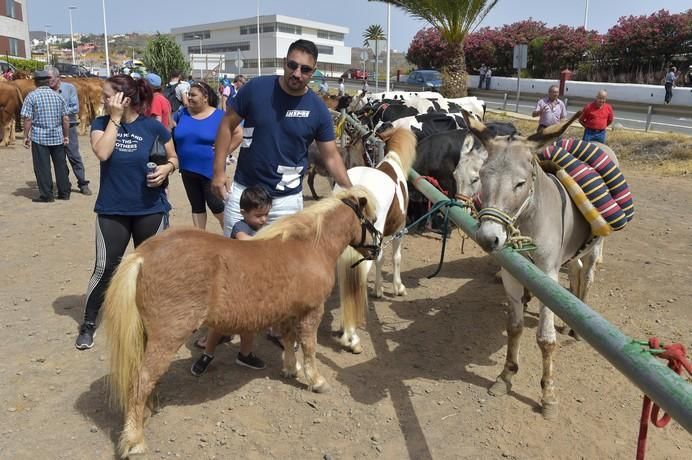 Muestra de ganado por las fiestas de San Juan