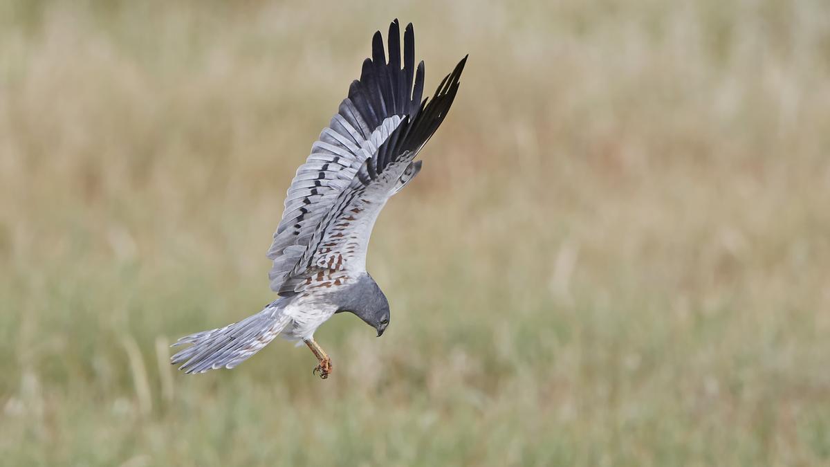 Aguilucho cenizo Dennis Jacobsen shutterstock 787183357 scaled