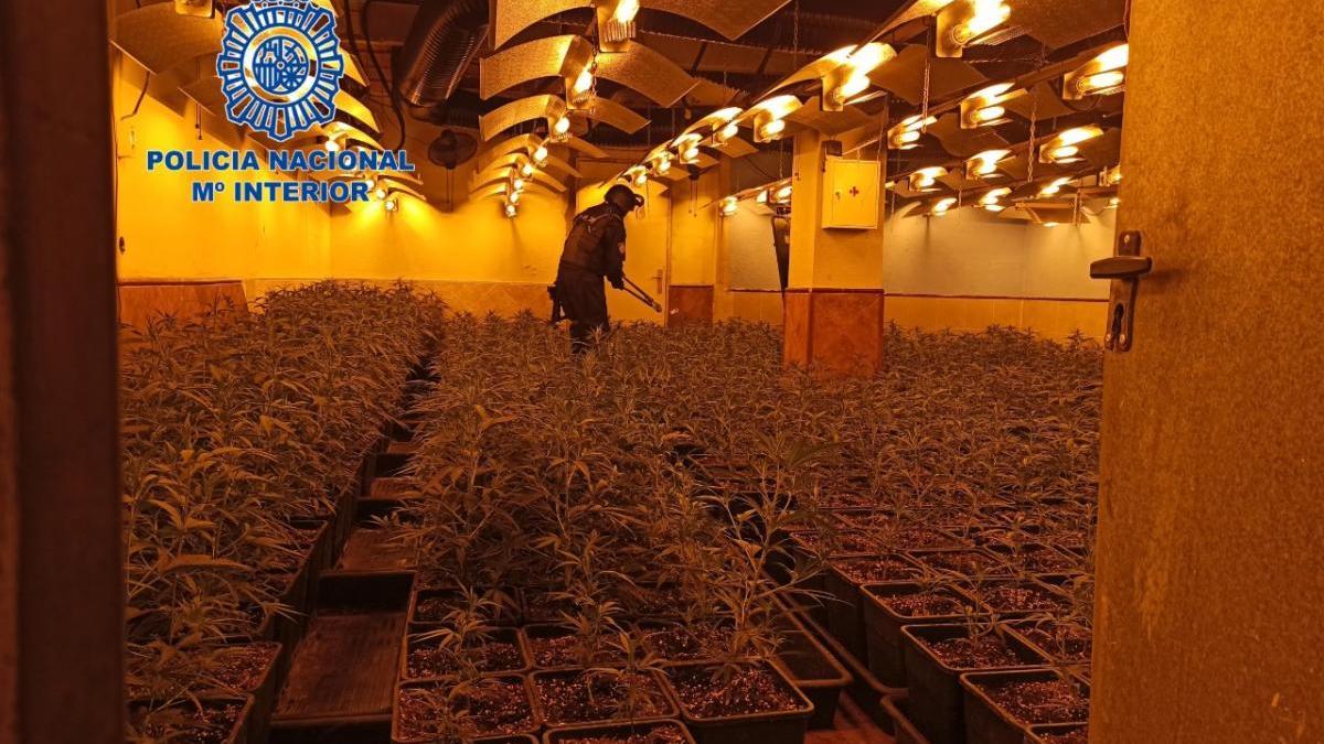 Detenen set persones per cultivar marihuana en habitatges de Tordera