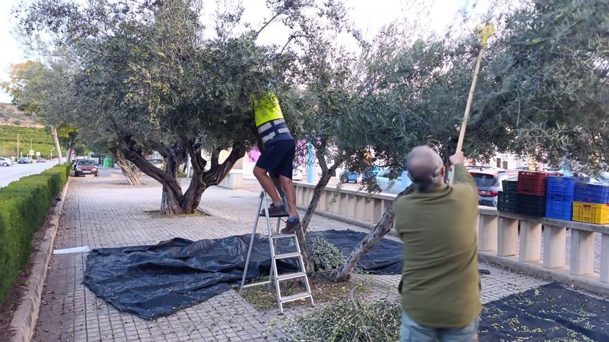 De los parques al plato: 1.413 kilos de aceitunas se convierten en aceite escolar en Almenara