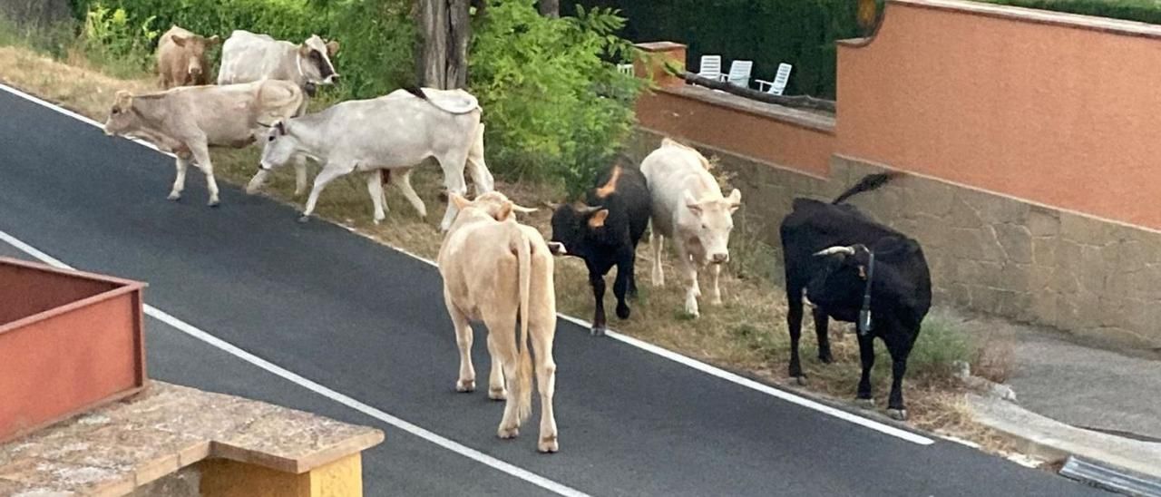 Un ramat de vaques sense control provoca danys en finques de Terrades