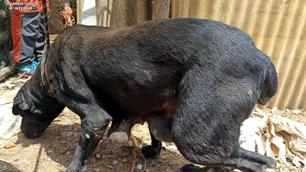 Un dels gossos que el Seprona va rescatar de la finca de Santa Coloma de Farners, on hi havia animals en condicions pèssimes