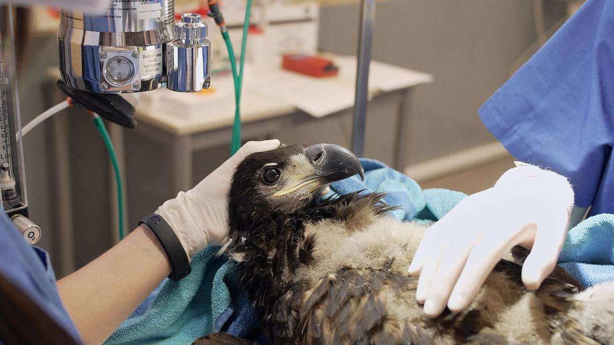 Revisión veterinaria de un pigargo europeo en el hospital de fauna de GREFA