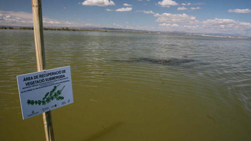 Limitan el paso de barcas de recreo por zonas de l´Albufera recuperadas