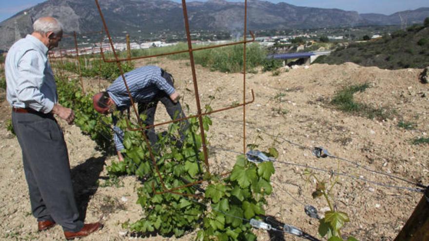 El hijo del compositor Gustavo Pascual Falcó y el responsable de Celler la Muntanya en la &quot;microviña&quot; situada en un talud de la autovía.