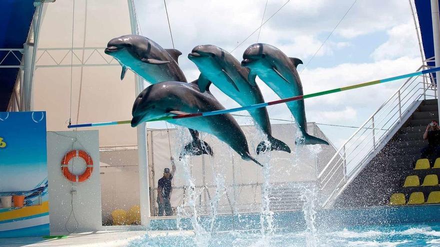 Caza, delfines y zoofilia: las siete rebajas que han desinflado la ley de animales