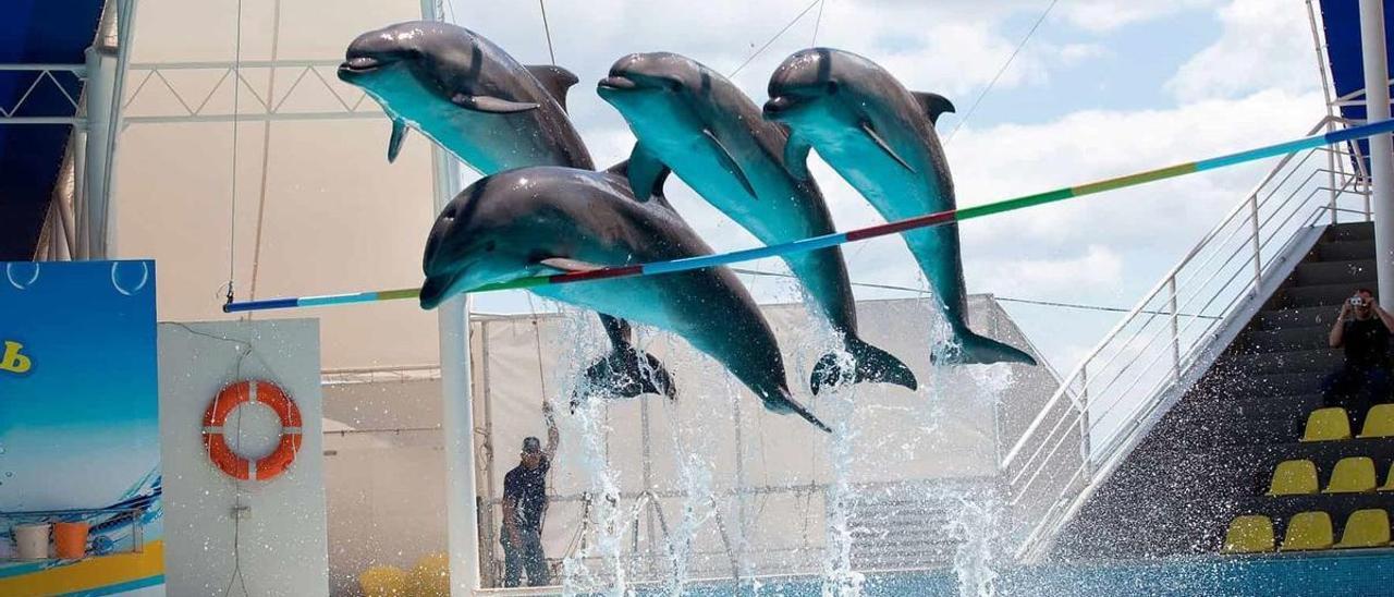 Delfines en un zoológico.