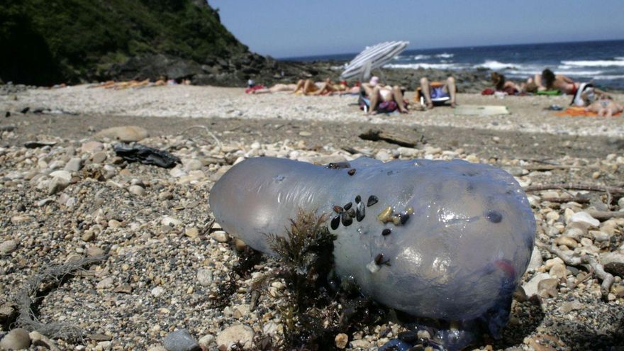 La carabela portuguesa, el visitante que se aprovecha del cambio climático
